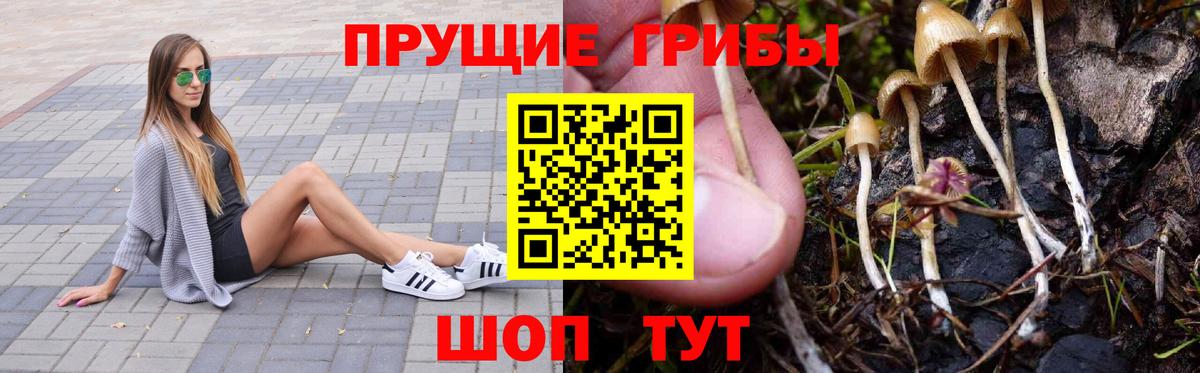 Псилоцибиновые грибы GOLDEN TEACHER Дедовск